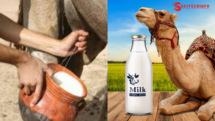Benefits of Drinking camel milk for cancer patients and How to drink camel milk